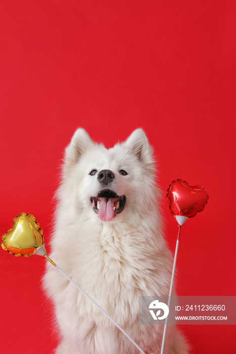 Cute Samoyed dog with balloons on color background. Valentines Day celebration