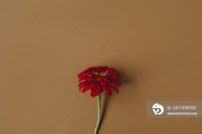 Beautiful red daisy flower on pastel brown background. Aesthetic minimalist floral composition