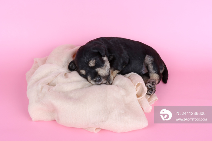 puppy sleeping in pink background