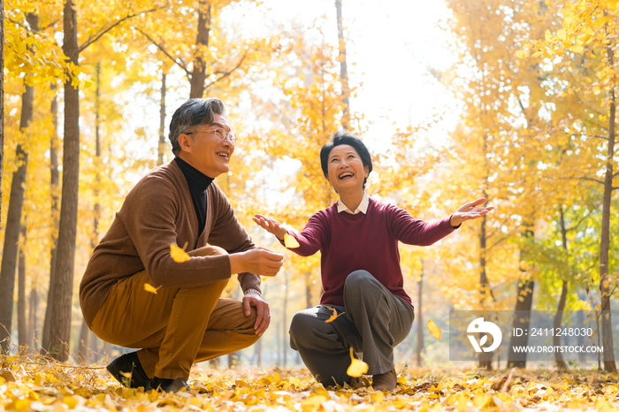 在银杏林散步的老年夫妻