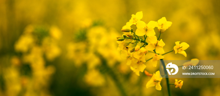 Rapeseed flower on a yellow-green background. close up