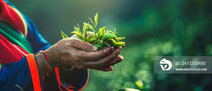 Close up hands picking tea leaves on the mountain. plantation tea farm...