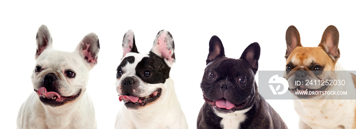 Portrait in Studio of cute bulldogs