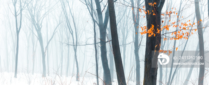 Wide panorama of snowy forest at foggy winter day with tonal perspective and contrast yellow leaves on foreground.