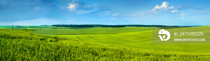 Panoramic view of beautiful yellow-green field hils with blue sky