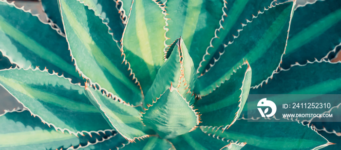 Blooming Agave bush texture tropical plant as natural line pattern