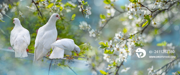 white pigeons in the garden