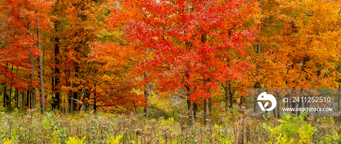 Vibrant maple tree panorama in Michigan USA