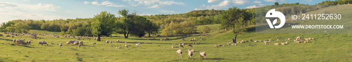 Sheep and goats graze on green grass in spring