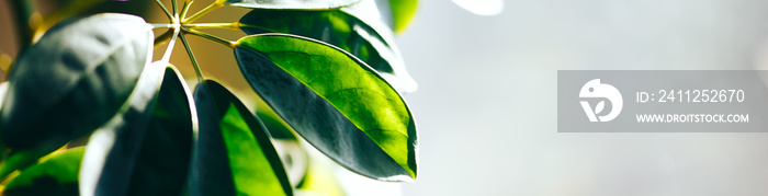 Close up of green indoor plant on white wall. Minimal style interior decoration