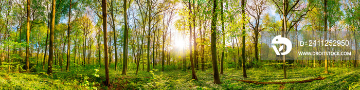 Wonderful forest panorama in spring with bright sun