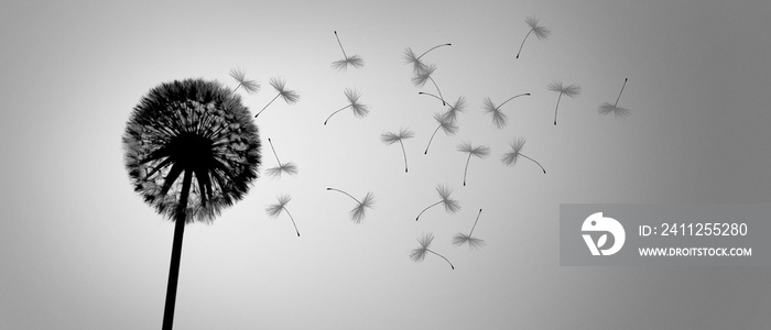 Dandelion flower with flying feathers on blue sky.