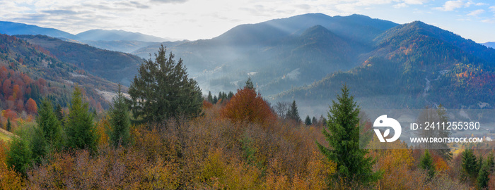 Autumn deciduous forest top view, natural background or texture.