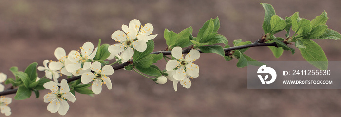 Blossoming tree in spring close-up. Beautiful panoramic image, tinted.