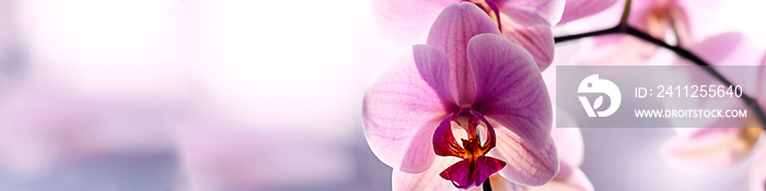 Universal banner 4x1 for websites, social networks and typography purple orchid on the window