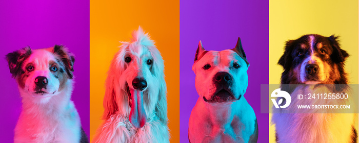 Art collage made of funny dogs different breeds on multicolored studio background in neon light. Concept of motion, action, pets love, animal life. Look happy, delighted.