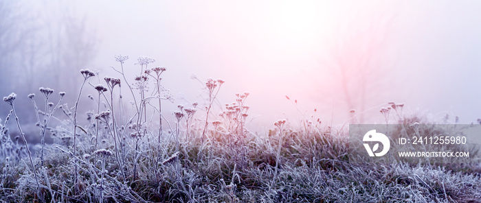 Morning fog in winter. Thickets of frost-covered dry plants in the morning mist during sunrise