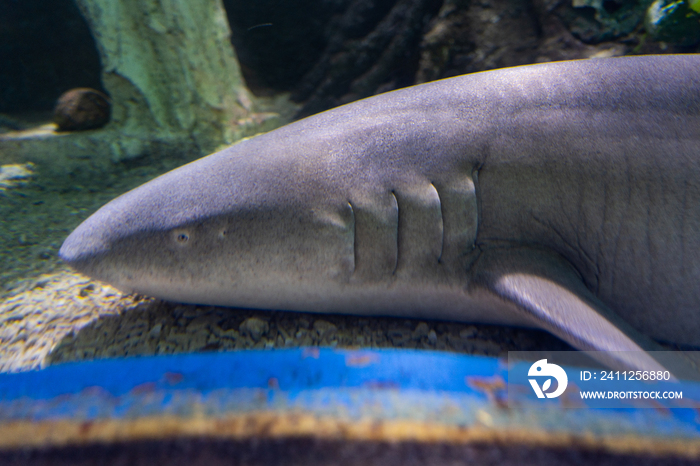 水族馆里的鱼