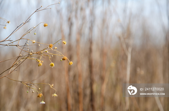 Dried flowers of wild daisies. Selective focus inflorescences of dry grass on blurred background of autumn forest. Natural background of wild dried chamomile with copy space. Autumn season concept.