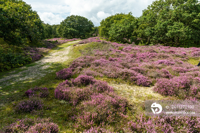 heathland in the dunes with trees en sun