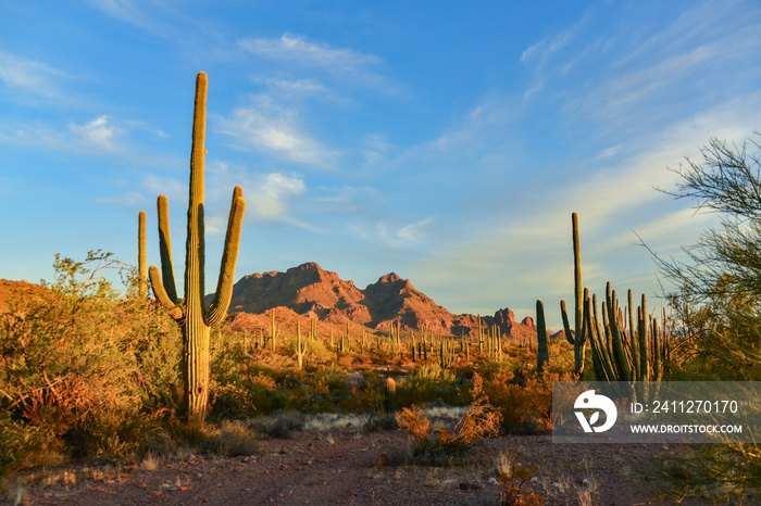 Arizona desert landscape, giant cacti Saguaro cactus (Carnegiea gigantea) against the blue sky, USA