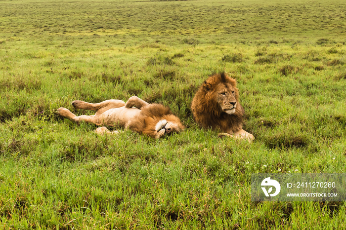 Panthera leo Big lion lying on savannah grass. Landscape with characteristic trees on the plain and hills in the background