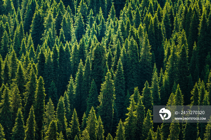 cypress forest in sunset light