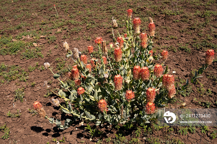 Beautiful Flinders poppy, pimelea decora, a native Australian wildflower found in outback Queensland.