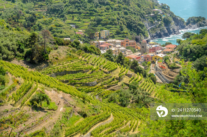 Landscape with vines on the hillside in the National park of Cinque Terre, Italy