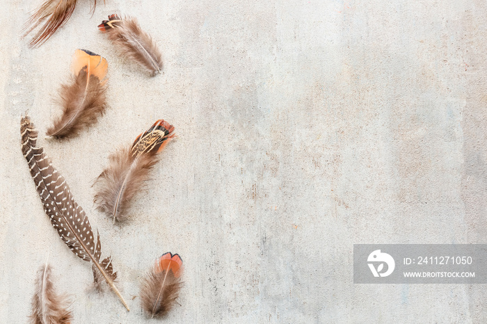 Beautiful pheasant feathers on grunge background