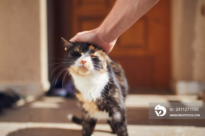 Domestic life with pet. Man stroking his mottled cat against entrance of house.