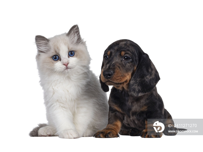 Cute Ragdoll cat kitten and Dachshund aka teckel dog pup, sitting together facing front. Looking towards camera. Isolated cutout on transparent background.