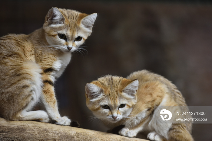 Sand cat in a zoo