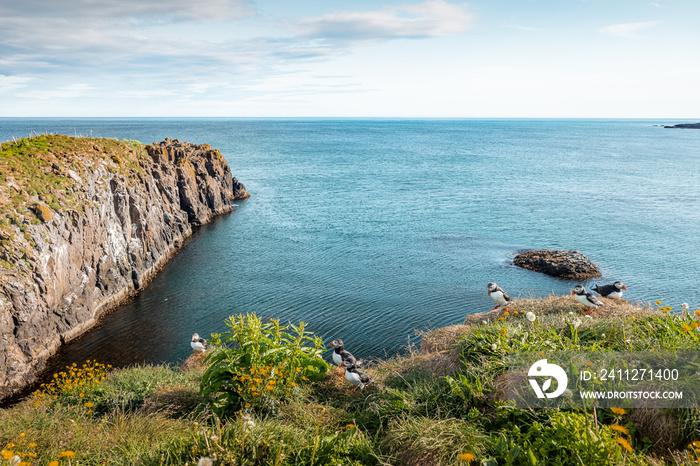 Cliffs and beach in Borgarfjordur Eystri, Iceland, inhabitated by beautiful Puffin birds, wandering around the place on a summer day.