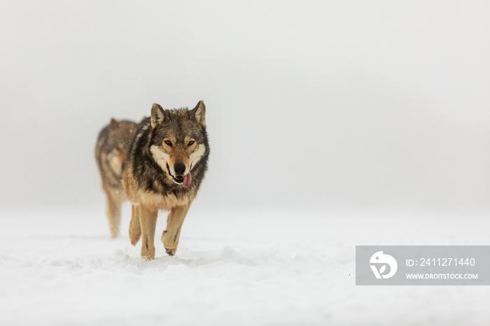 gray wolf (Canis lupus), a small pack of wolves running through a snowy landscape