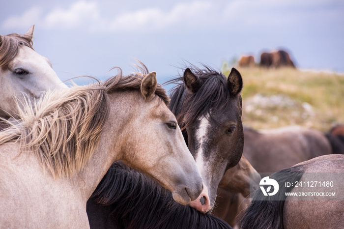 portrait of beautiful wild horses