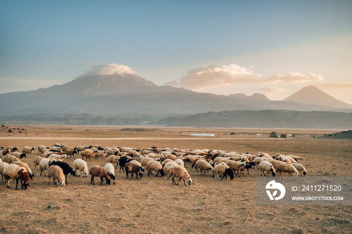 Herd of sheep with the two peaks of the Mount Ararat on the background, Turkey