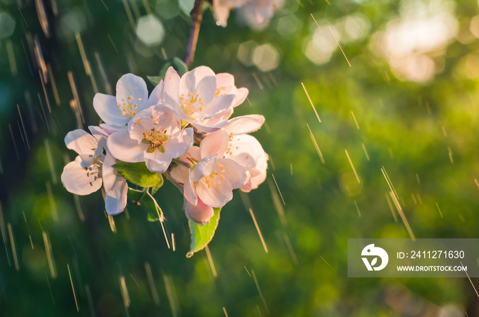 The branch of apple blossoms illuminated by the sun on the background tracks of rain and bokeh