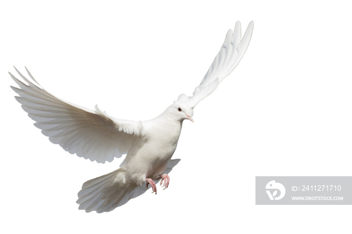 white clean dove flies isolated on white