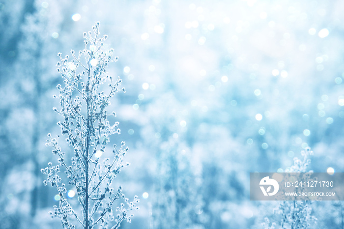 Frozen ice covered plants in hoarfrost with light bokeh. Gentle winter background with sun flare. Winter natural plant background in cold blue tones. Selective focus