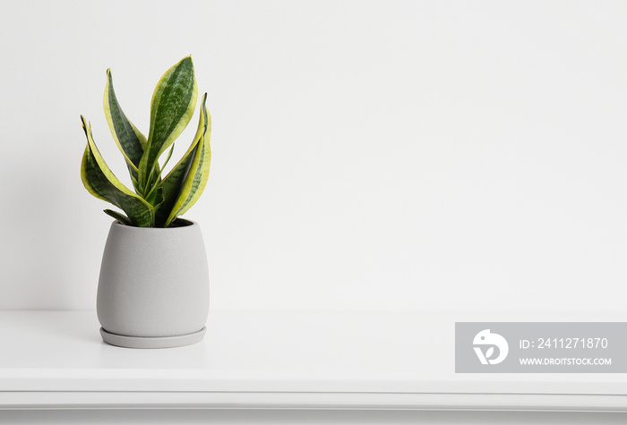 Houseplant on shelf near white wall