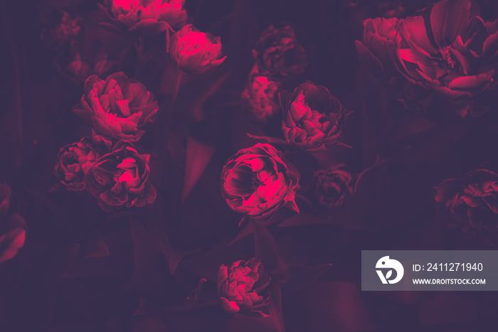 Close up of blooming flowerbeds of amazing pink parrot tulips during spring. Public flower garden, Netherlands. Dark moody photo, duotone image