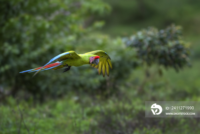 Great Green Macaw - Ara ambigua, large beautiful green parrot from Central America forests, Costa Rica.