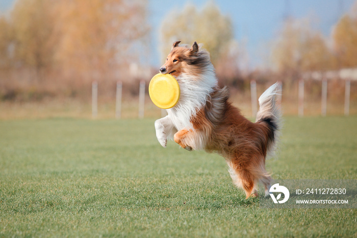 Dog catching flying disk in jump, pet playing outdoors in a park. Sporting event, achievement in sport