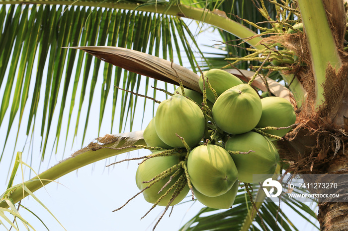 coconut fruit on coconut tree in garden Thailand.