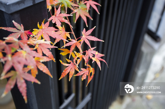 Beautiful Red Japanese maple tree leaves on autumn.