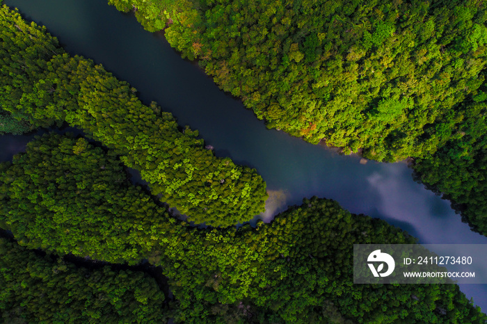 Tropical rain forest mangrove river and green tree on island