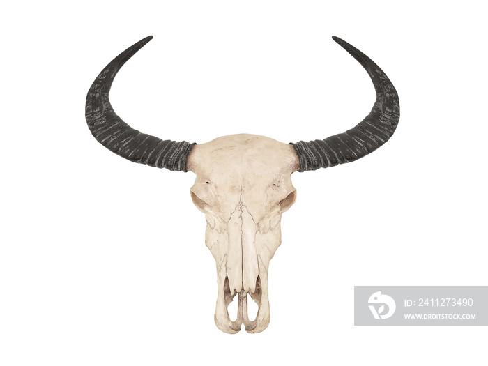 skull of buffalo with horns