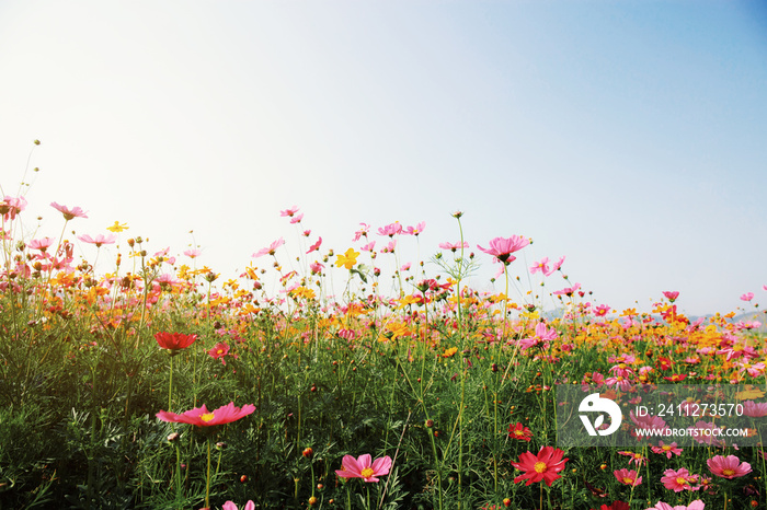 Colorful of cosmos with sunrise.