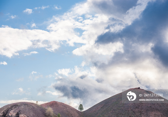 Lonely tree hanging from rocks in the mountains